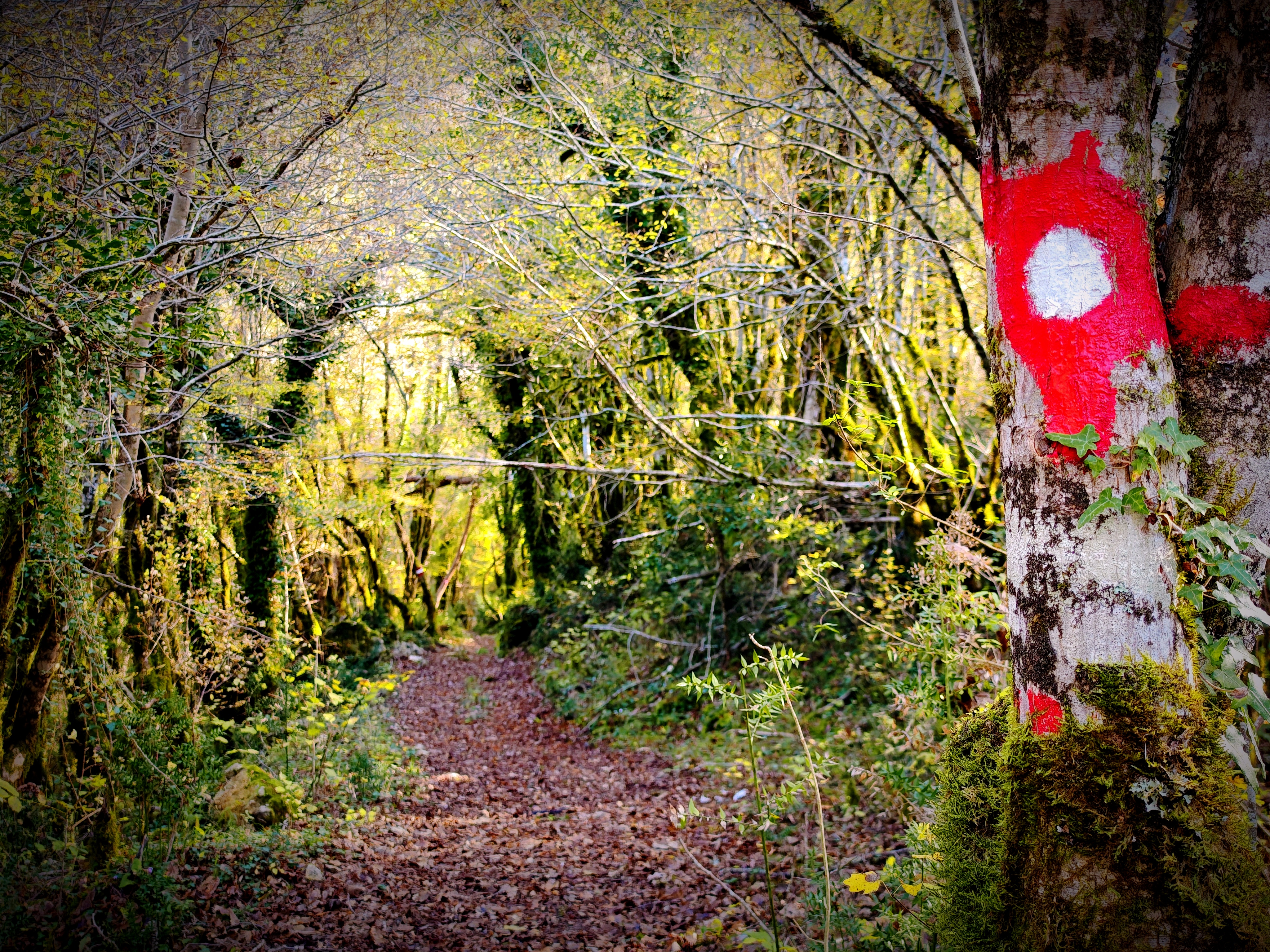 Forest trail around Skadar Lake with bright route markings